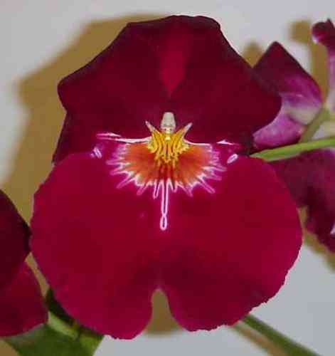Miltoniopsis Bert Field 'Crimson Glow'